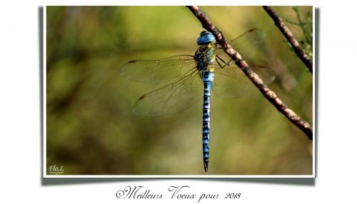 Aeshna affinis